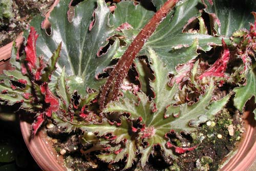 B. ‘Fan Dancer’